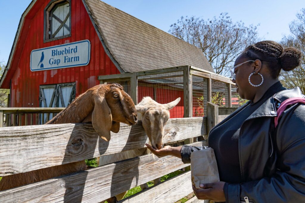 Bluebird Gap Farm